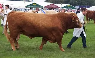 Image illustrative de l’article South Devon