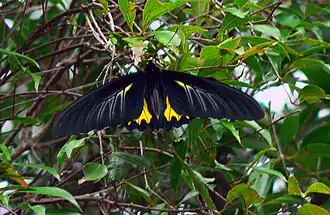 Description de l'image Southern Birdwing - Sohini Vanjari.jpg.