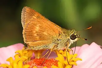 Wallengrenia otho, revers.