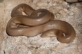 Description de l'image Southern Rubber Boa imported from iNaturalist photo 70818331 on 6 August 2022.jpg.