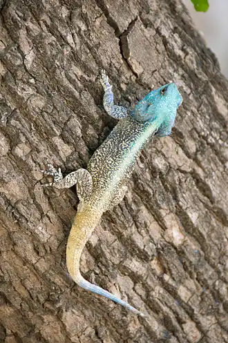 Description de cette image, également commentée ci-après