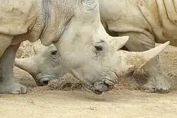 image montrant la tête d'un rhinocéros blanc du Sud