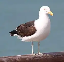Goéland dominicain  (Larus dominicanus).