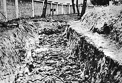 Photo noir et blanc prise à Deblin (Pologne), dans un camp allemand de prisonniers soviétiques. Le long du mur du camp, s'étendant de gauche à droite en haut de la photo, une tranchée expose des ossements humains.