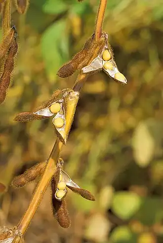 Photo de graines de soja sur la plante, dans un champ de soja