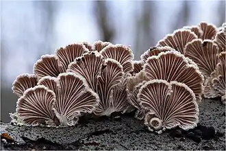 Schizophyllum commune,sporophore vu de dessous (lamelles).