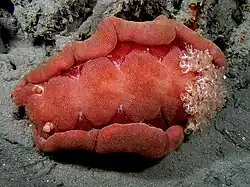 Hexabranchus sanguineus, un Chromodoridoidea.