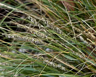 Description de l'image Spartina Desniflora Seed Heads.jpg.
