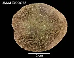 Test de Spatangus californicus