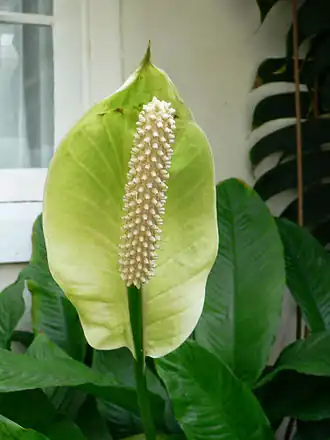 Inflorescence de Spathiphyllum floribundum