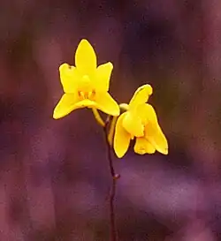 Spathoglottis affinis dans le Parc national de Preah Monivong (ou parc national de Phnom Bokor), Cambodge