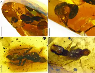 Description de l'image Species-of-Rhapidogyna.png.