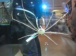 Phalangipus filiformis