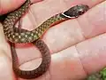 jeune Rhabdophis chrysargos