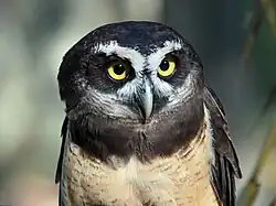 Tête (Carolina Raptor Center à Charlotte (Caroline du Nord) aux États-Unis)