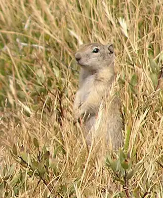 Description de l'image Spermophilus beldingi.jpg.