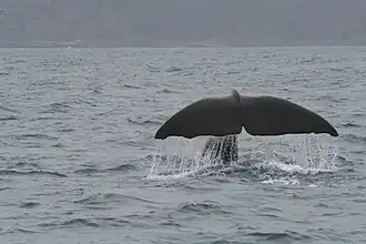 Un grand cachalot vu d'un bateau d'observation des baleines au large de Kaikoura