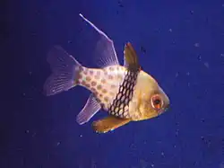 Sphaeramia nematoptera