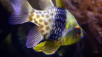 Adulte Aquarium du palais de la Porte Dorée