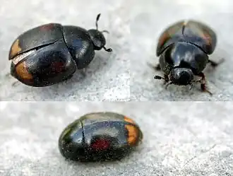 Description de l'image Sphaeridium scarabaeoides01.jpg.