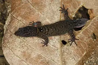 Description de l'image Sphaerodactylus darlingtoni 51108940735 2a2fcb6c78 o.jpg.