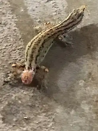 Description de l'image Sphaerodactylus graptolaemus 46457981.jpg.