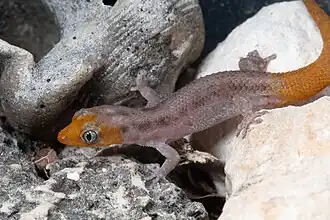 Description de l'image Sphaerodactylus rhabdotus MG 0572.jpg.