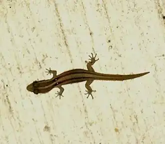 Description de l'image Sphaerodactylus roosevelti 63205878.jpg.