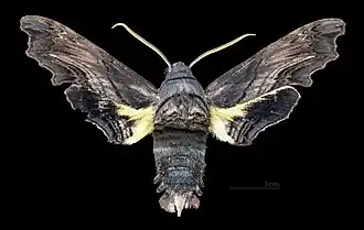 Face dorsale du mâle(coll.MHNT)