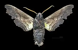 Face ventrale du mâle(coll.MHNT)