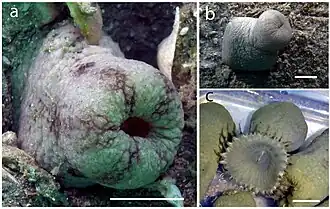 Sphenopus marsupialis