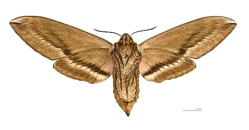 ♀ △ MHNT
