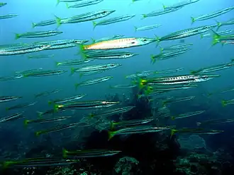 Sphyraena flavicauda