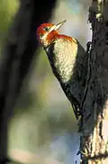 Sphyrapicus ruber