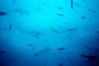 Requins-marteaux et autres poissons sur l'île Wolf.