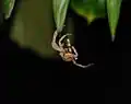 Araignée