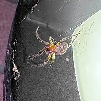 Description de cette image, également commentée ci-après