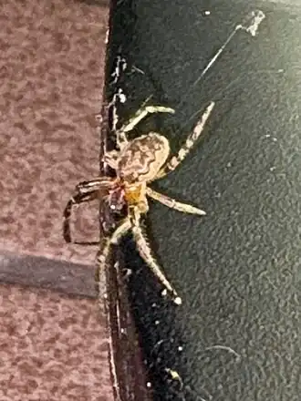 Description de l'image Spider with reddish body parts - 3.jpg.