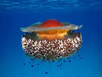 Méduse « œuf au plat » (Cotylorhiza tuberculata)