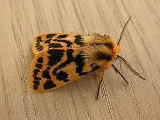 Description de cette image, également commentée ci-après