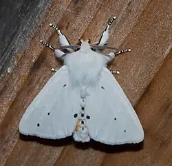 Papillon.