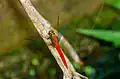 Libellule Orthetrum chrysis mâle