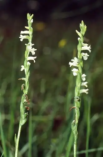 Spiranthe d'été(Spiranthes aestivalis)
