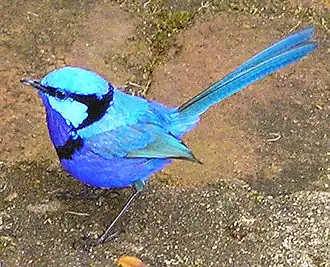 Description de cette image, également commentée ci-après