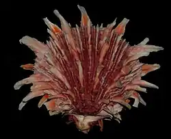 Spondylus princeps