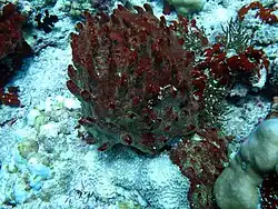 Une éponge non identifiée