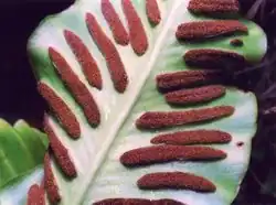 Sores allongés de la scolopendre.