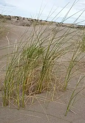 Description de l'image Sporobolus rigens.jpg.