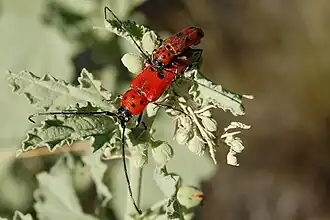 Description de cette image, également commentée ci-après