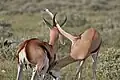 Combats de springboks.